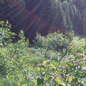 Forest Garden