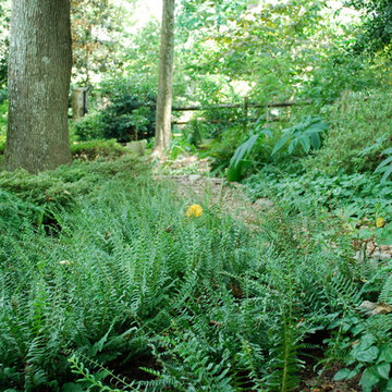 Christmas ferns en masse