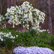 Garden Ideas