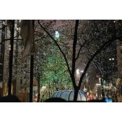 Tracy Williams's photo
