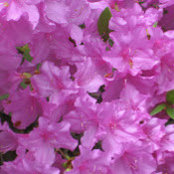 Susan Reed's photo