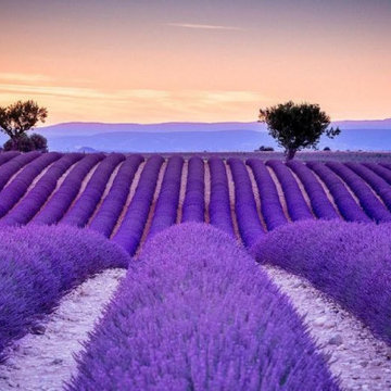 Cánh đồng hoa Lavender ở Provence, Pháp: Thiên đường tím lãng mạn giữa miền đất