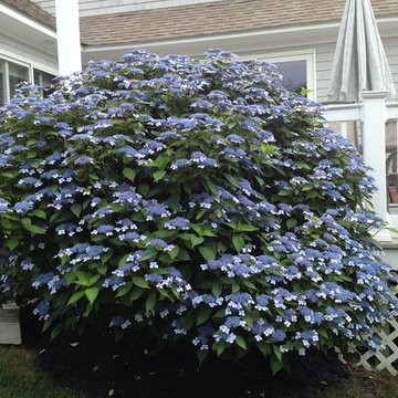 Hydrangea Festival Contest