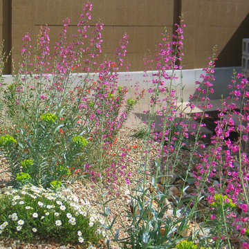 Penstemon & Desert Plant Mix