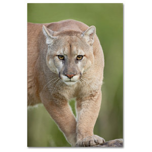 Mountain Lion Mother Carrying Cub In Her Mouth - Contemporary - Prints And  Posters - by Global Gallery | Houzz
