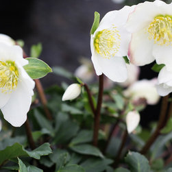 Current Featured Plants - Products