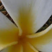 peacelovesweets .s foto