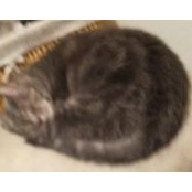 Susan Beamon's photo