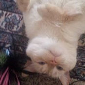 Carrie Dehls's photo