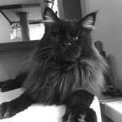 Ira Telengator's photo