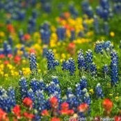 Joane Jones Martin's photo