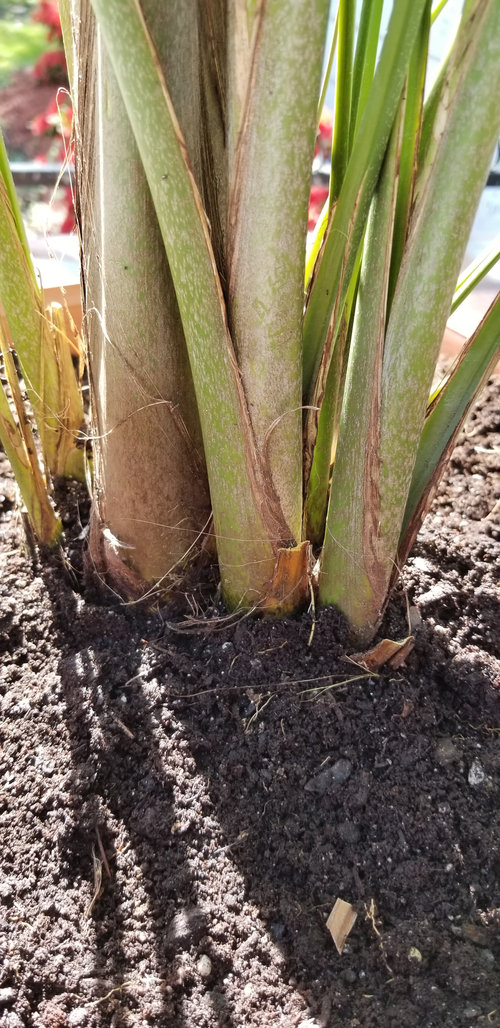 What's wrong with my Majesty palm tree?