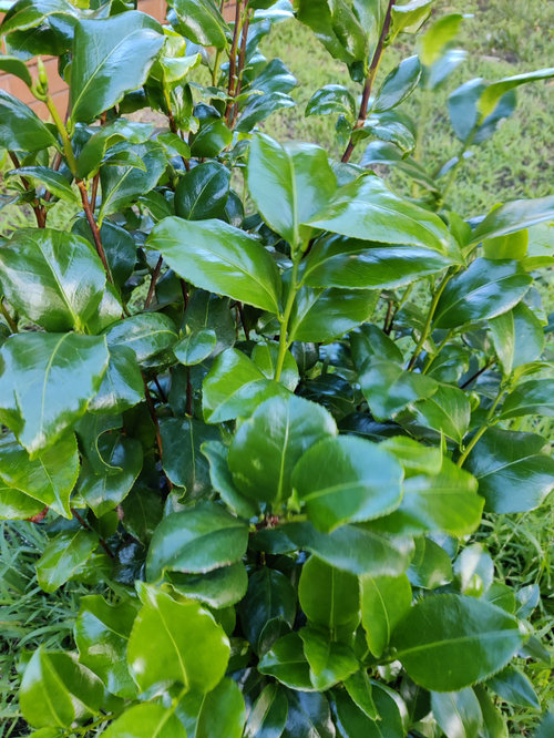 Is this a camellia? Looking to move it