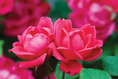 The Double Knock Out® Rose