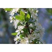 Selin Sheppard's photo