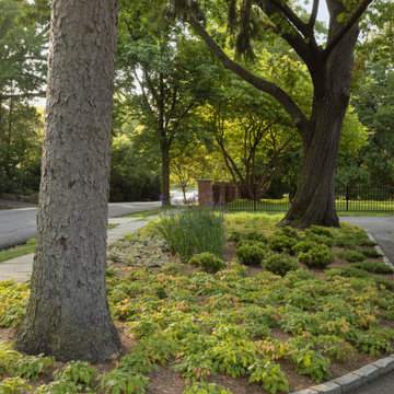 Shade Gardens