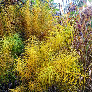 Native Plant Gardens Amsonia Hubritchii | West Falls Church