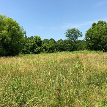 Wildflower Wonderland