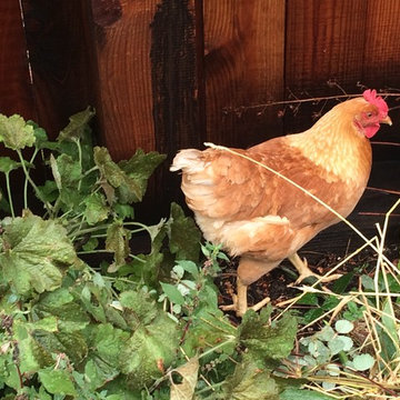 Sub-Urban Agriculture in Danville