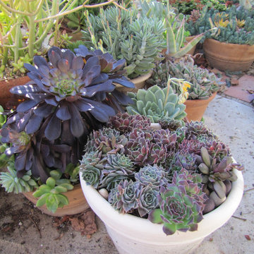 SUCCULENTS