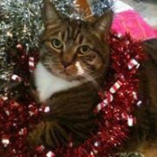 Simone Dettwiler's photo