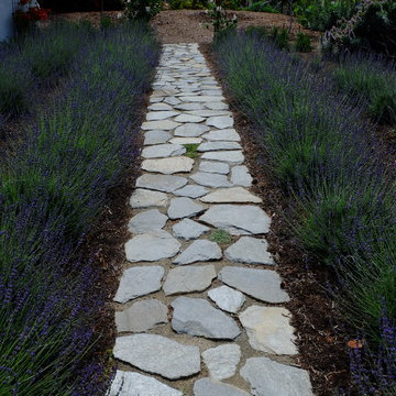 Lavender Fields