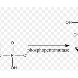 Ribomutase - Products