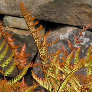 Great Design Plants