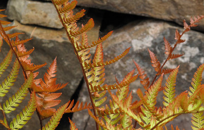 Great Design Plant: Autumn Fern Adds Color All Year