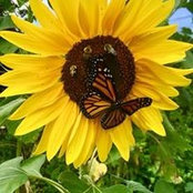 Foto von Lish Burton