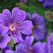 Tabitha Fletcher's photo