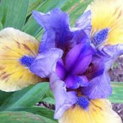 Suzanne Parvu's photo