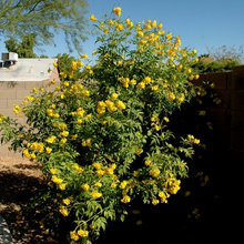 Yellow bells.