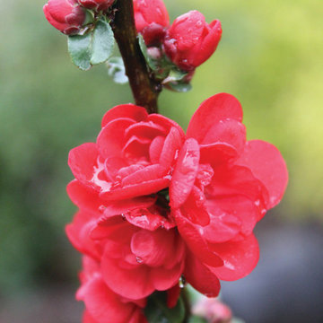 Double Take™ 'Scarlet Storm' Quince