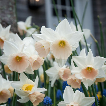 Early Spring Perennials & Bulbs for Connecticut Gardens