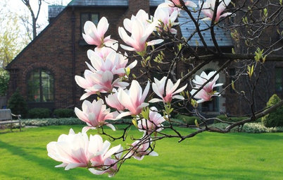 Visions of Magnolia Blossoms From Coast to Coast