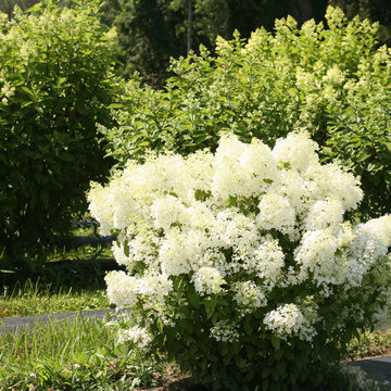 Bobo® Hardy Hydrangea