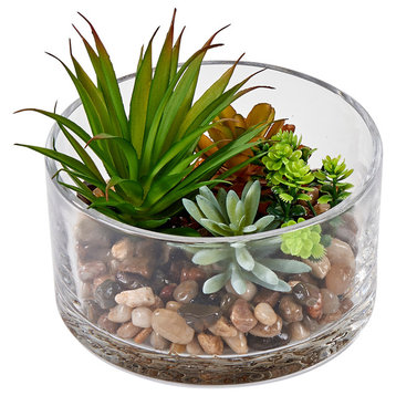 Succulents In 5.5" Round Glass Container