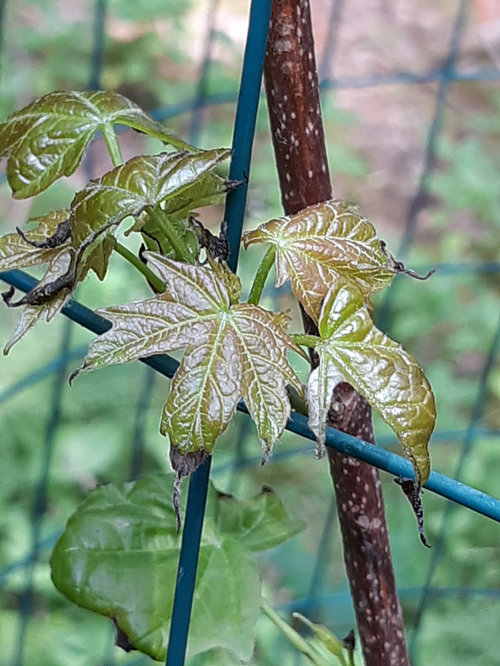New Maple tree leaf issues