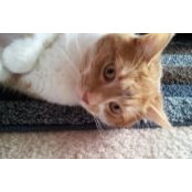 Kelli Vogt's photo