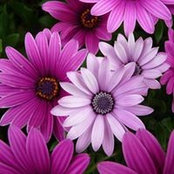 Nancy Mullers foto