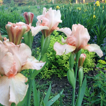 Iris 'Pink Attraction'