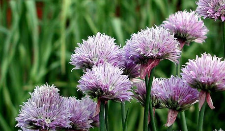 15 plantes comestibles pour un jardin gourmand