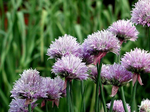 How To Get Rid Of Chives