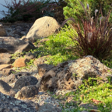 Penninsula Lawn Conversion to Modern Japanese