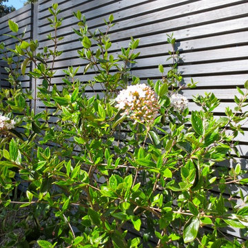 Small Garden in Baldock