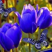 Bonnie Hoenigmann's photo