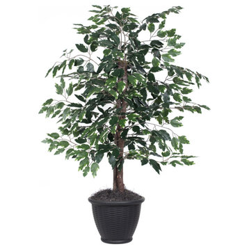 4' Variegated Ficus Bush, Gray Pot