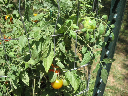 Need Help W Identifying A Cherry Tomato Plant