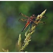 Ron Vader's photo